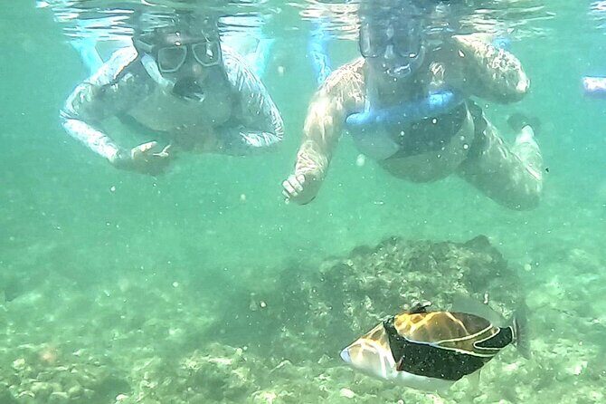 Snorkeling in Waikiki Many Fish All Levels Free Video & Pics! - Final Thoughts: Is This Tour for You?