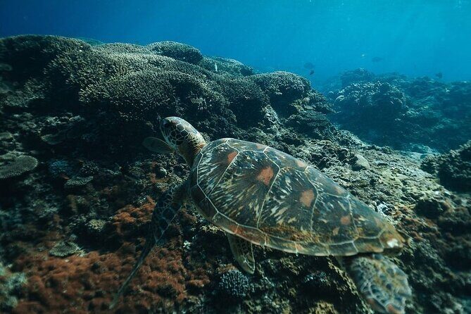 Snorkeling Manta Rays and Land Tour Nusa Penida  All-Included - Who Is This Tour Perfect For?