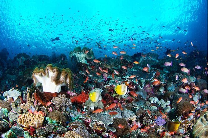 Snorkeling Nusa Penida and Island Tour Package - Exploring the Snorkeling Nusa Penida and Island Tour Package