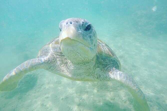 Snorkeling On Beautiful Rock Island - Unawatuna by Boat - Authentic Experiences and Insights from Reviews