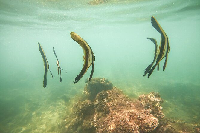 Snorkeling On Beautiful Rock Island - Unawatuna by Boat - Who Should Consider This Tour?
