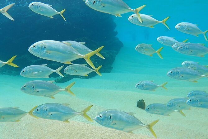 Snorkeling On Chilean Beach Transportation And Drinks Included - What to Expect on the Tour