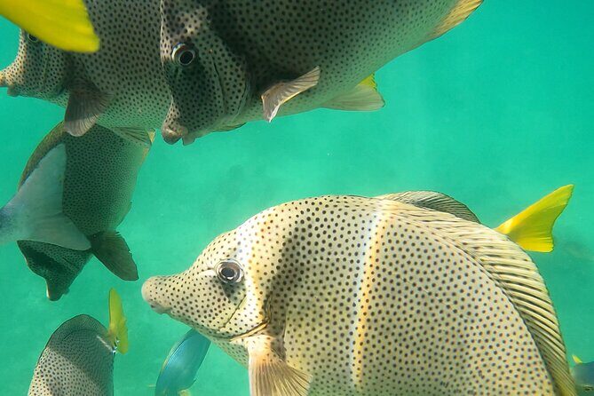 Snorkeling On Chilean Beach Transportation And Drinks Included - Price and Value: Is It Worth It?