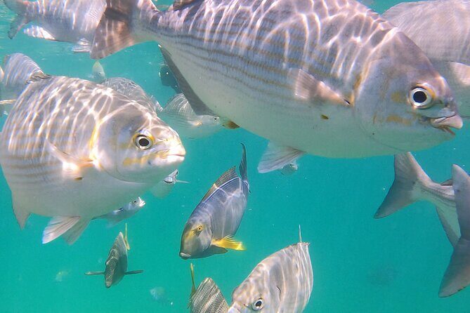 Snorkeling On Chilean Beach Transportation And Drinks Included - Who Should Consider This Tour?