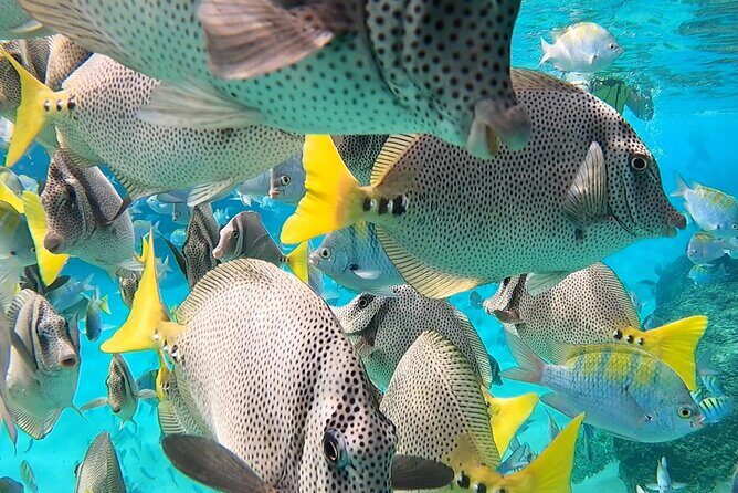 Snorkeling On Chilean Beach Transportation And Drinks Included - The Sum Up
