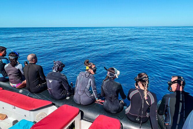 Snorkeling Open Ocean Wildlife Safari in Los Cabos with Photos Included - Is This Tour Worth the Price?