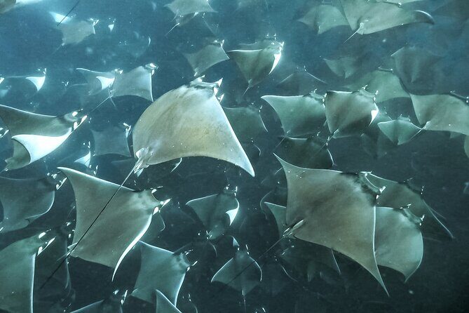 Snorkeling Open Ocean Wildlife Safari in Los Cabos with Photos Included - Who Will Love This Tour?