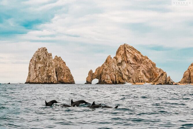 Snorkeling Open Ocean Wildlife Safari in Los Cabos with Photos Included - The Sum Up