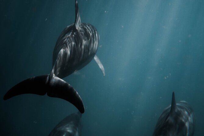 Snorkeling Open Ocean Wildlife Safari in Los Cabos with Photos Included - FAQs