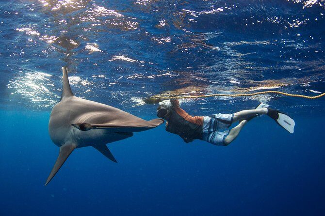Snorkeling or Swimming with Sharks in Cabo San Lucas - What Travelers Say