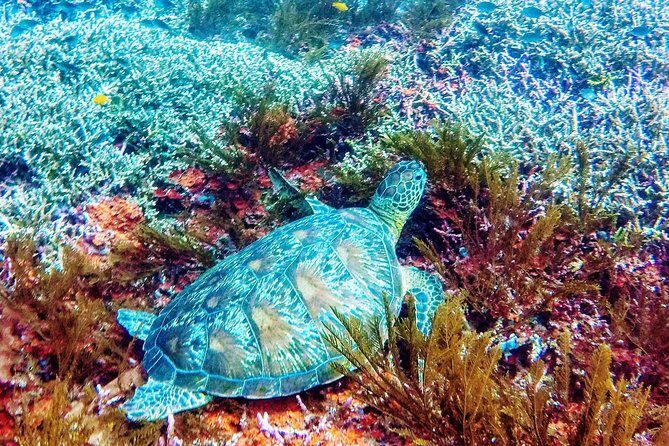Snorkeling Package at Padang Bai Blue Lagoon - What Travelers Are Saying