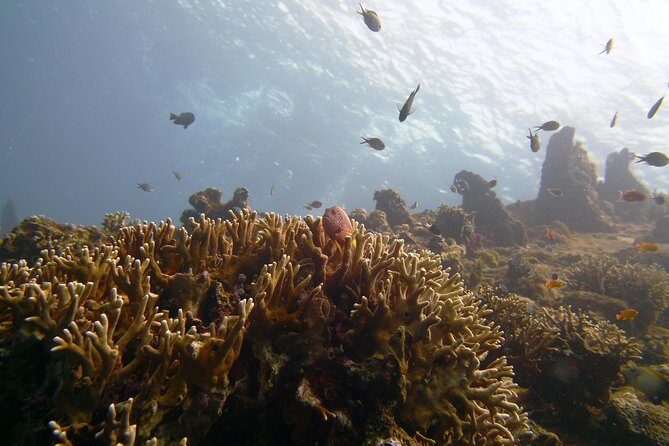 Snorkeling Package at Tulamben Liberty Shipwreck - A Deep Dive into the Tour Experience