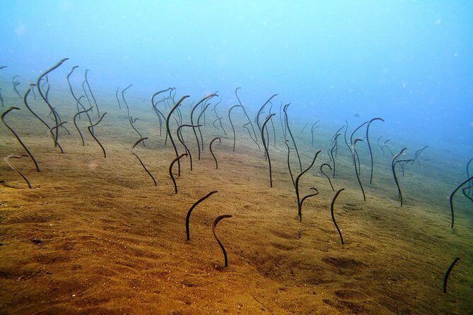 Snorkeling Package at Tulamben Liberty Shipwreck - Is This Tour Worth It?