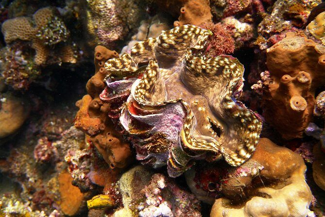 Snorkeling Package at Tulamben Liberty Shipwreck - FAQ