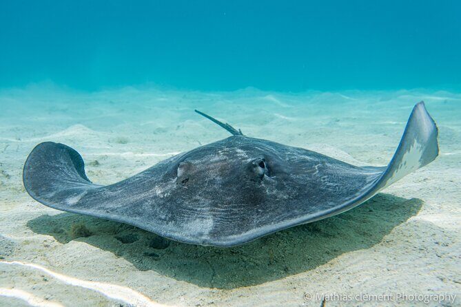 Snorkeling picnic in 4h30 with lunch in Tahiti - What Makes This Tour Stand Out