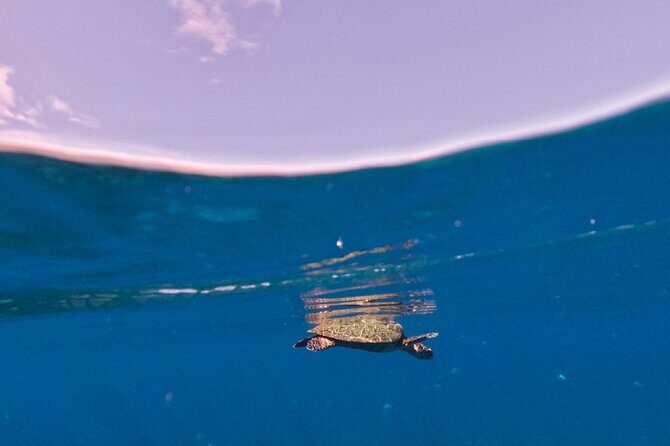 Snorkeling picnic in 4h30 with lunch in Tahiti - The Sum Up