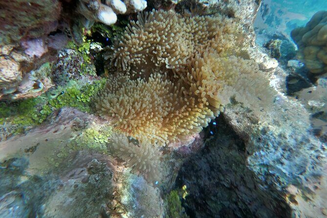 Snorkeling picnic in 4h30 with lunch in Tahiti - FAQ