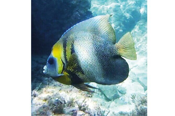 Snorkeling San Carlos with a Marine Biologist - Introduction: What Makes This Tour Stand Out?