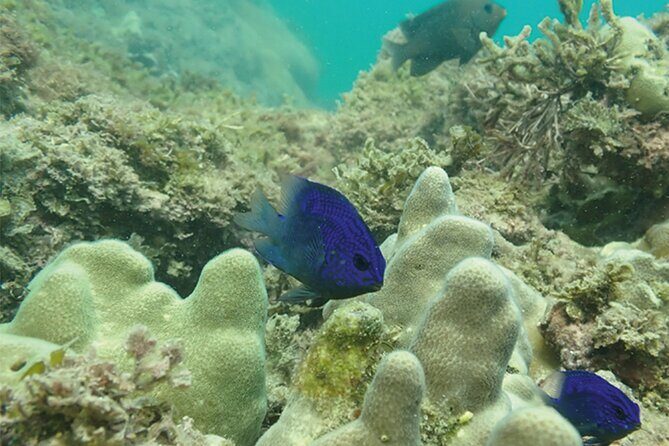 Snorkeling San Carlos with a Marine Biologist - The Real Value for Travelers