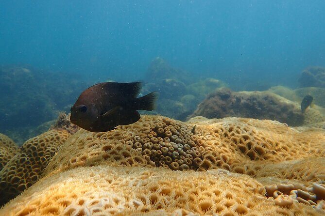 Snorkeling San Carlos with a Marine Biologist - Final Thoughts: Who Should Sign Up?