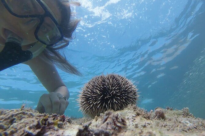 Snorkeling San Carlos with a Marine Biologist - FAQ: Your Practical Questions Answered