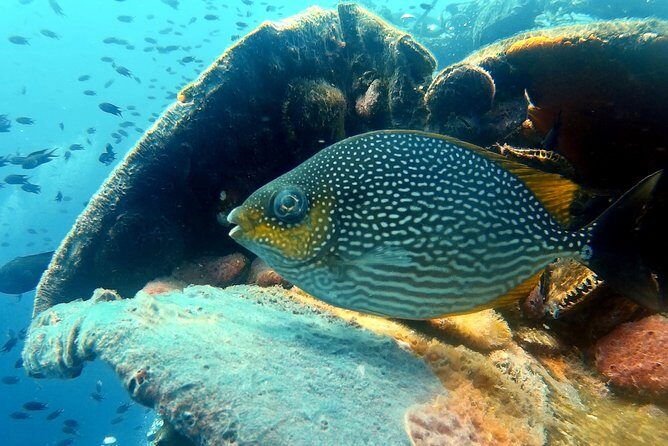Snorkeling ( start at Ko Kut) - Final Thoughts: Who’s This Tour Perfect For?