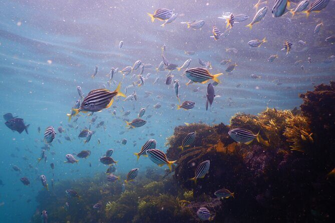 Snorkeling To Discover Sydney's Underwater Wonders - An Honest Look at the Experience