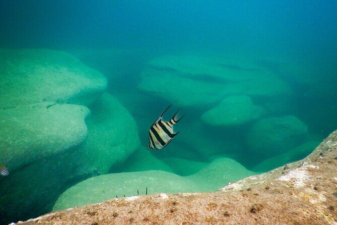 Snorkeling To Discover Sydney's Underwater Wonders - Practicalities and Tips