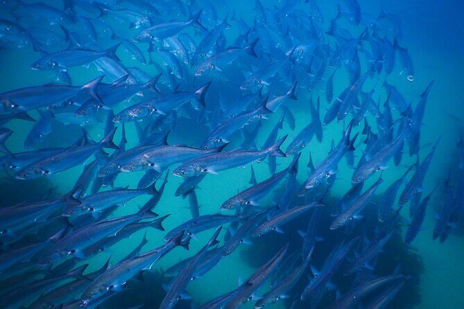 Snorkeling To Discover Sydney's Underwater Wonders - Who Should Consider This Tour?
