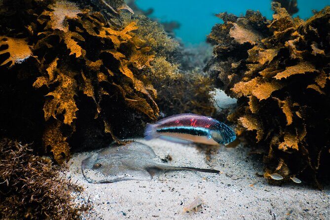 Snorkeling To Discover Sydney's Underwater Wonders - FAQs