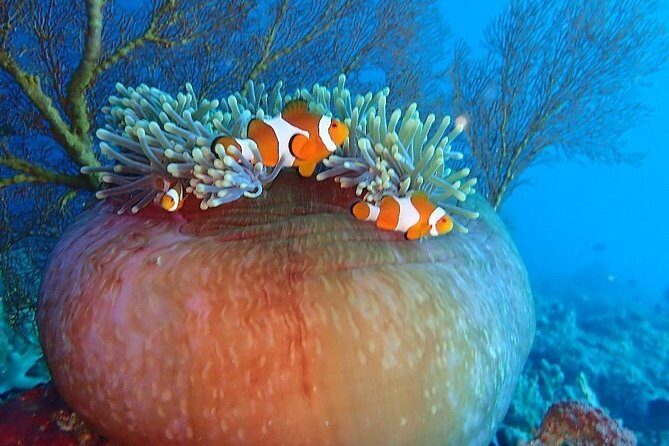 Snorkeling to Menjangan Island - Introduction: What You Can Expect from This Menjangan Island Snorkeling Tour