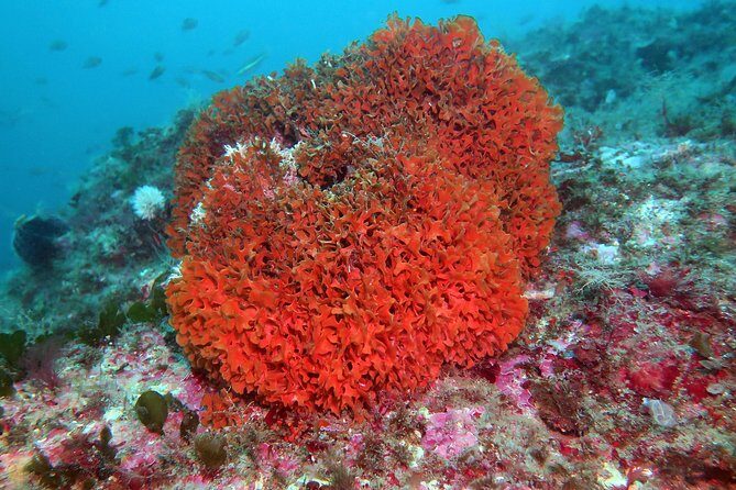 Snorkeling tour around the Isola Bella Nature Reserve - Key Points