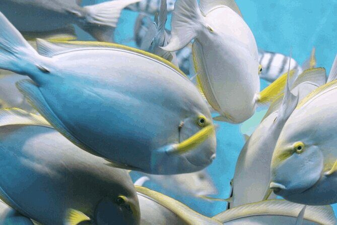 Snorkeling Tour at Land's End in Cabo San Lucas - An In-Depth Look at the Land’s End Snorkeling Tour