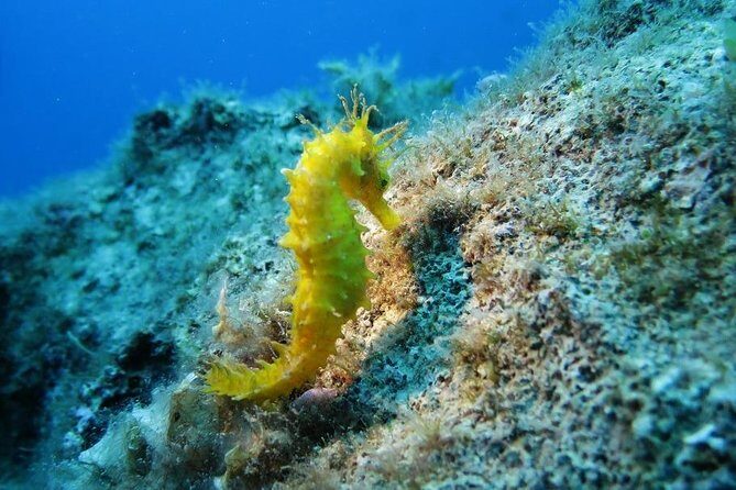 Snorkeling tour coast to coast Taormina & Isola Bella - An In-Depth Look at the Snorkeling Coast to Coast Tour