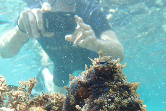 Snorkeling Tour - Snorkeling Tour in Porto Santo: An Underwater Adventure