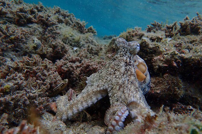 Snorkeling Tour - The Sum Up