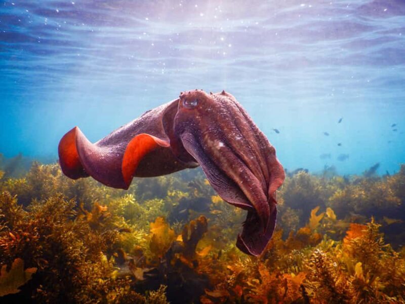 Snorkeling Tour: Discover Sydneys impressive sea life - Key Points