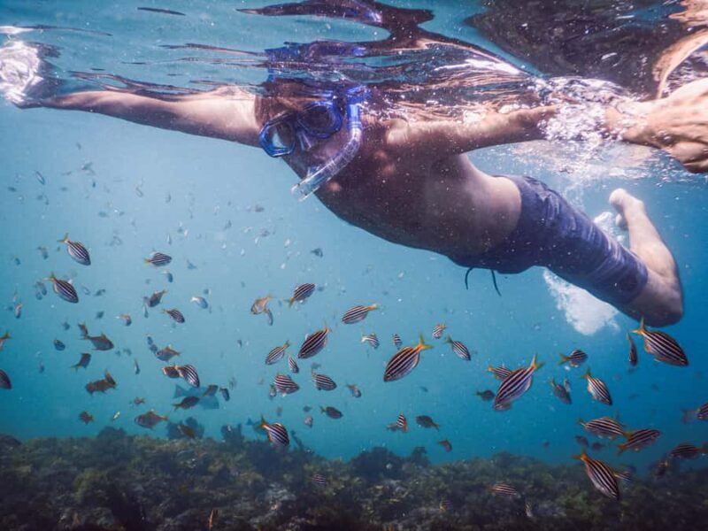 Snorkeling Tour: Discover Sydneys impressive sea life - An In-Depth Look at the Snorkeling Experience in Sydney