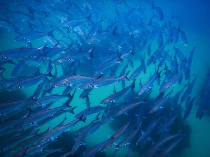 Snorkeling Tour: Discover Sydneys impressive sea life - FAQs