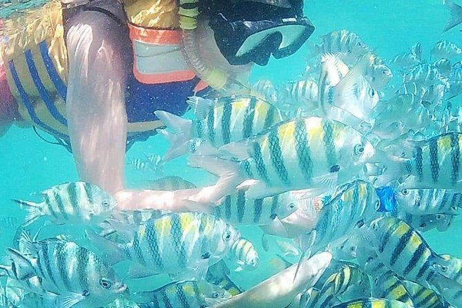 Snorkeling Tour In Gili Islands Pick Up From Lombok Or Gili - Introduction