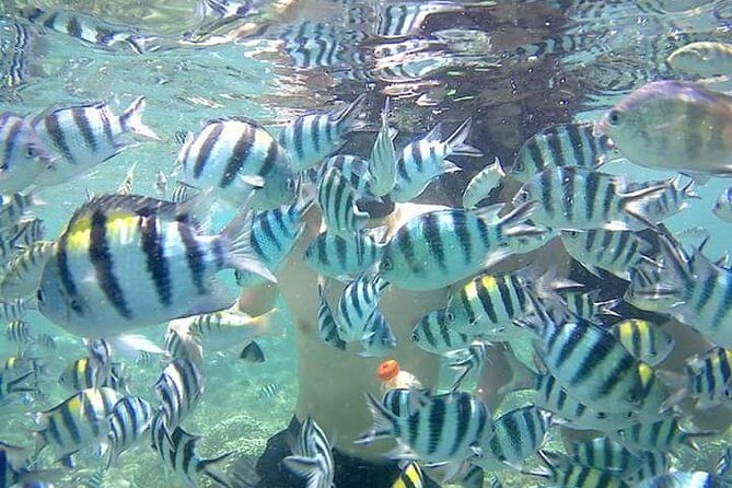 Snorkeling Tour In Gili Nanggu - What Travelers Love About This Tour