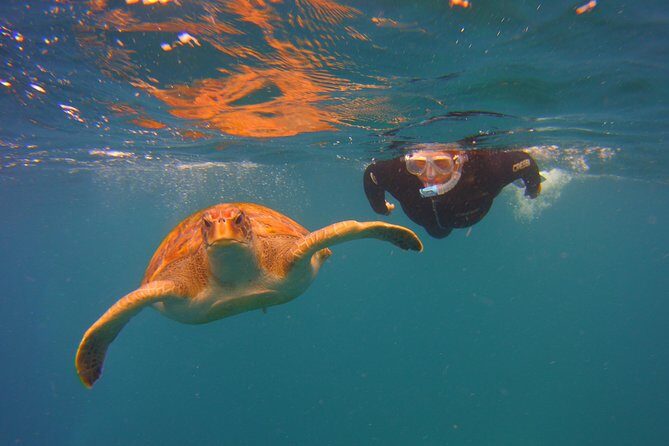 Snorkeling Tour with Sea Turtles and Stingrays - The Experience From the Guides’ Perspective