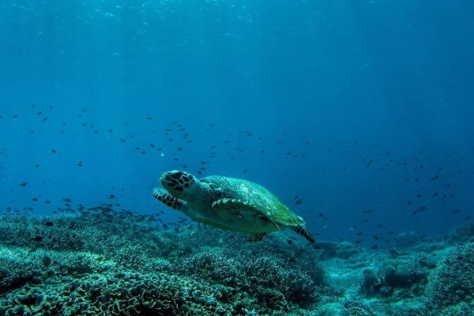 Snorkeling Trip Nusa Penida Bali - Key Points