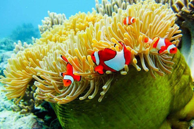 Snorkeling Trip Nusa Penida Bali - What Reviewers Are Saying