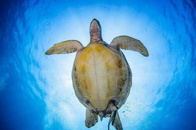 Snorkeling Trip to Menjangan Island - A Deep Dive into the Menjangan Snorkeling Experience