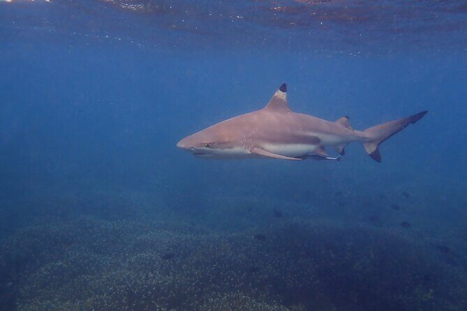 Snorkeling Trip to Pigeon Island - Group Size and Booking