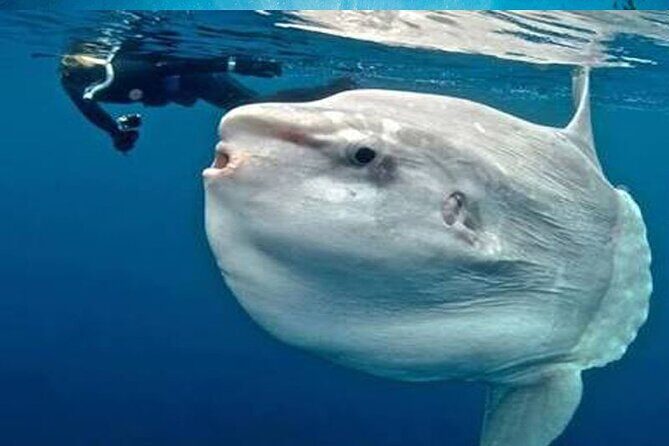 Snorkeling Trips with Manta Ray from Nusa Lembongan - An In-Depth Look at the Snorkeling Experience