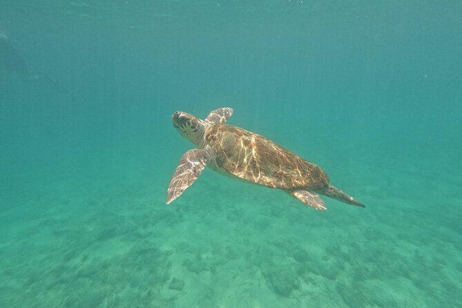 snorkeling ,Turtle Watching in Cyprus - Key Points