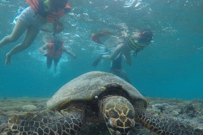 Snorkeling Turtles Points & Underwater Statues In Gili Islands - Final Summary