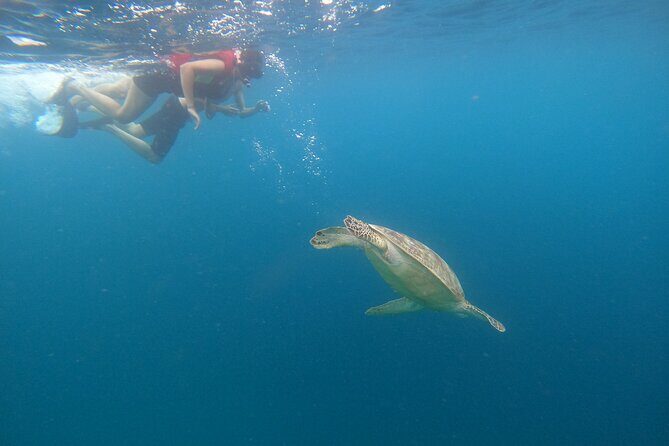 Snorkeling Turtles Points & Underwater Statues In Gili Islands - FAQ
